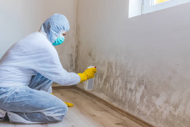 Licensed Mold Testing service in Diggs, VA - WQB Mold Removal